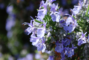 Rosemary ‘Tuscan Blue’—Closeup of Flowers