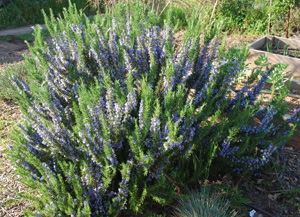 ‘Tuscan Blue’ Rosemary