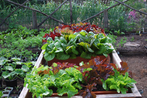 Salad Bench with Salad Trays—Ready to Harvest