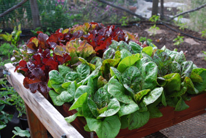 ‘Lolla Rossa’ and ‘Flashy Troutback’ Lettuce in a Salad Tray