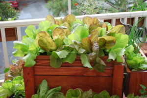 SaladScape of ‘Santoro’ and ‘Mervielles de quatre Saison’ (a.k.a., ‘Continuity’) Lettuce 1