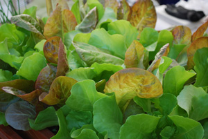  SaladScape of ‘Santoro’ and ‘Mervielles de quatre Saison’ (a.k.a., ‘Continuity’) Lettuce 4