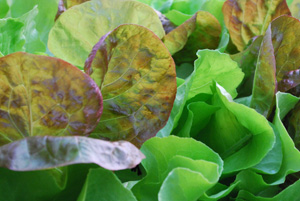 SaladScape of ‘Santoro’ and ‘Mervielles de quatre Saison’ (a.k.a., ‘Continuity’) Lettuce, Closeup 1