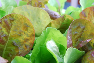 SaladScape of ‘Santoro’ and ‘Mervielles de quatre Saison’ (a.k.a., ‘Continuity’) Lettuce, Closeup 2
