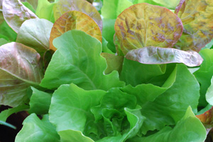 SaladScape of ‘Santoro’ and ‘Mervielles de quatre Saison’ (a.k.a., ‘Continuity’) Lettuce, Closeup 4