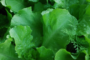 ‘Santoro’ Lettuce Growing in a SaladScape 3