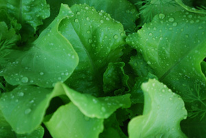 ‘Santoro’ Lettuce Growing in a SaladScape 4