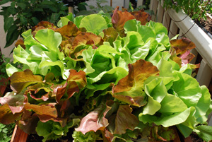 ‘Skyphos’ and ‘Santoro’ Lettuce Growing in a SaladScape, Closeup 1