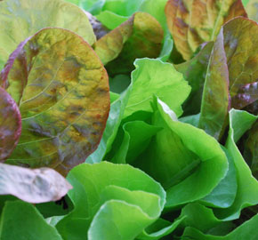 SaladScape of ‘Santoro’ and ‘Mervielles des Quatre Saison’ Lettuce