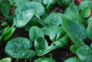 ‘Catalina’ Spinach Growing in a SaladScape