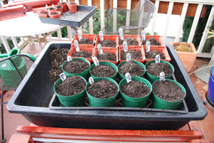 Seed Starting-Cover Seeds With Sifted Potting Soil