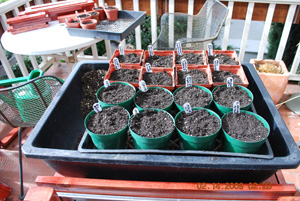 Seed Starting-Spread Sifted Potting Mix Over Seeds