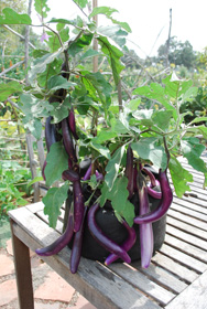 Growing Eggplant ‘Farmer’s Long Purple’ in a 7-gallon Smart Pot