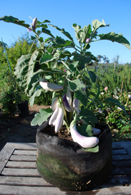 Growing ‘Charming White’ Eggplant in a 7-gallon Smart Pot