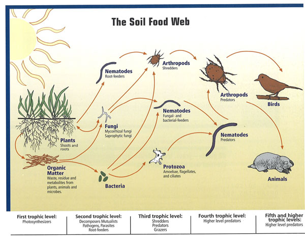Illustration of the Soil Food Web