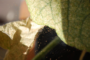 Spider Mites Attacking Eggplant Leaves