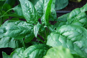 Harvest Spinach Before it Starts Bolting