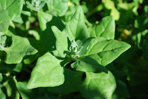 Growing Spinach—‘New Zealand’