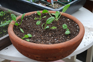 Spinach in a Terra-Cotta Pot