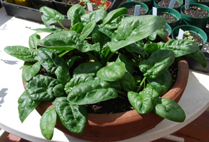 Spinach in a Terra-Cotta Pot, 3 Weeks Later