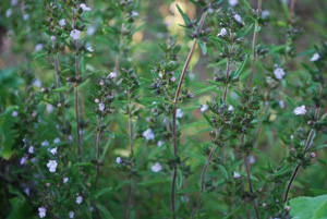 Aromatic Herbs Like Summer Savory Jam the Radar of Carrot Pests