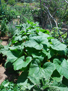 Growing Patty Pan Summer Squash