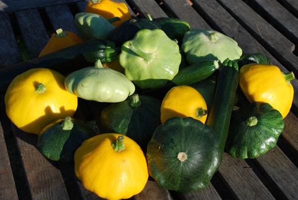 Summer Squash Varieties Chart