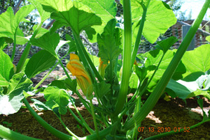 Summer Squash Canopy