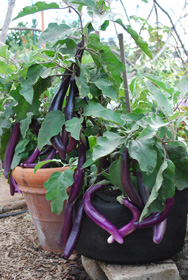 Teenage Eggplants Hanging Out