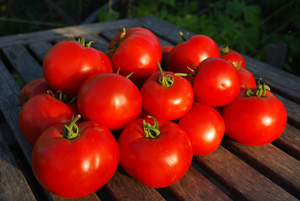 Tomato Varieties—‘Big Beef’ Stack 