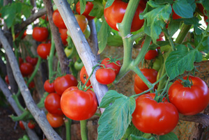  Tomato Varieties ‘Big Beef’ Vine 