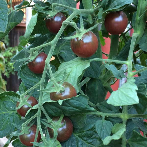 Cherry Tomato Varieties Chart