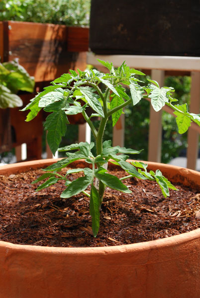 Growing Tomatoes in Pots