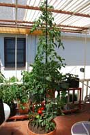 'Carmello' Tomato Growing in a 15-gallon Terra-Cotta Pot--Week 10