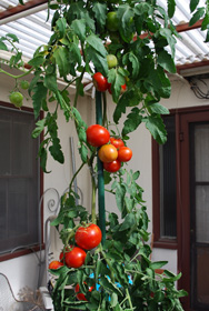 Growing Tomatoes in Pots, 'Carmello'
