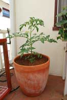 'Carmello' Tomato Growing in a 15-gallon Terra-Cotta Pot--Week 2