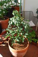 'Carmello' Tomato Growing in a 15-gallon Terra-Cotta Pot--Week 3