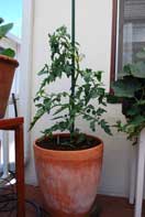 'Carmello' Tomato Growing in a 15-gallon Terra-Cotta Pot--Week 4