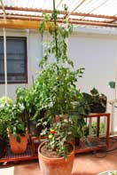 'Carmello' Tomato Growing in a 15-gallon Terra-Cotta Pot--Week 9