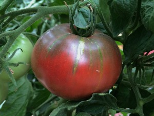 Beefsteak Tomato Varieties—'Cherokee Purple' is a beautiful heirloom beefsteak tomato with a rich, smokey sweetness.  A clear favorite among our clients.