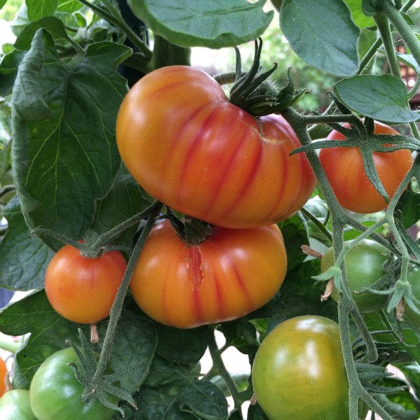 Cherry and Roma Size 25 Varieties of Organic Heirloom Beefsteak Details about   Tomato Seeds