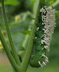 Tomato Hornworm with Braconid Wasp Cocoons