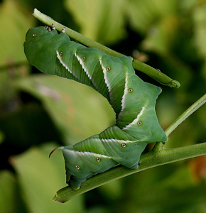 Tomato Hornworm Rearing on a Branch