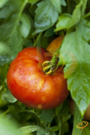 Beefsteak Tomato Varieties—'Mortgage Lifter' is a huge red heirloom beefsteak tomato that produces heavy yields on strong, indeterminate vines.  Fruits weigh as much as 2 lbs.