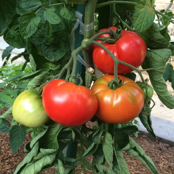 Heirloom Tomato Chart