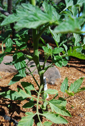 Pruning Indeterminate Tomatoes 1