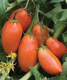Paste (Sauce) Tomato Varieties—'San Marzano'
