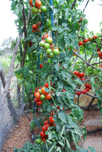 Growing Tomatoes 'Italian Grandfather Style'—'Sweet Cluster' Spiral 1