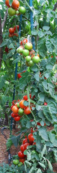 Growing Tomatoes 'Italian Grandfather Style'—'Sweet Cluster' Spiral 3