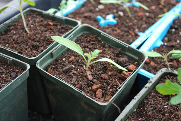 transplanting tomato seedlings